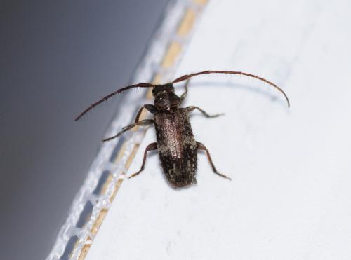Réf. 319 169 : Exocentrus adspersus